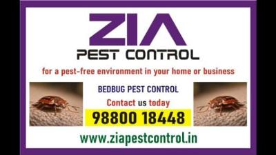 Top Bedbug pest Control service in | Bengaluru Bed Bug treatment | 5019